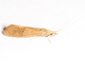 Ceraclea nigronervosa